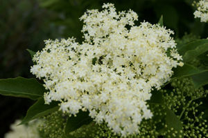 Bild von Sambucus